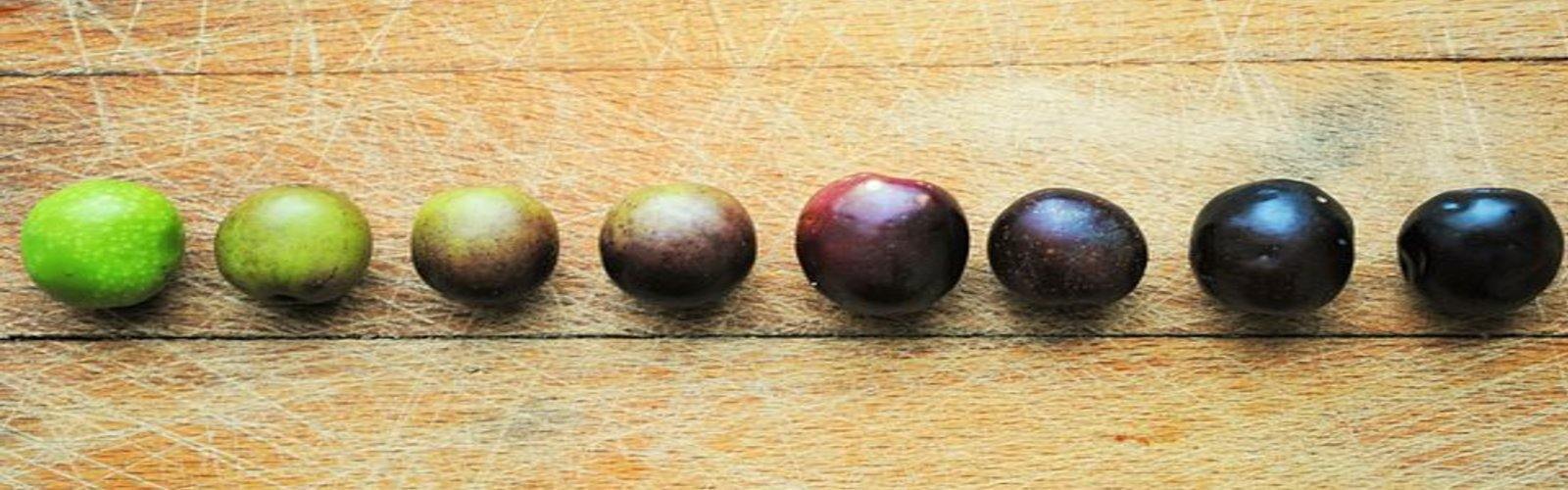 The California Olive